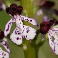 Orchis pourpre