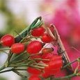 Mantes religieuses