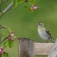 Serin cini