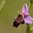 Ophrys bécasse