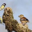 Oiseaux