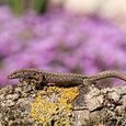 Lézard