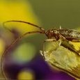 Longicorne