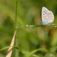 Papillon