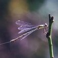 Libellule