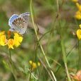Papillon