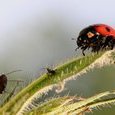 Coccinelle
