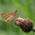 Papillon