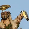Oiseaux