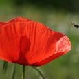 Coquelicot et abeille