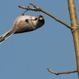 Mésange