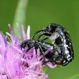 Insectes