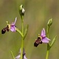 Ophrys bécasse