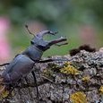 Cerf-volant