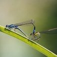 Libellules