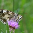 Papillon