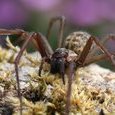 Araignée
