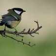 Mésange