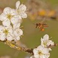 Abeille