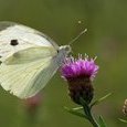 Papillon