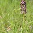 Orchis pourpre