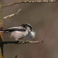 Mésange