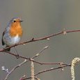 Rouge-gorge
