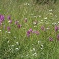 Orchis pyramidal