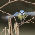 Mésange
