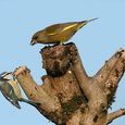 Oiseaux