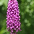 Orchis pyramidal