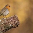 Rouge-gorge