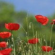 Coquelicots