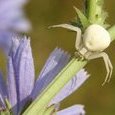 Araignée crabe