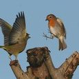 Oiseaux