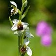 Ophrys abeille