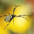 Araignée