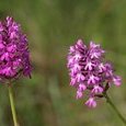 Orchis pyramidal