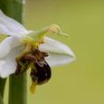 Ophrys abeille