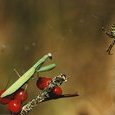 Mante religieuse et araignée