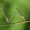 Libellules