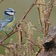 Mésange