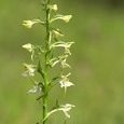 Orchis verdâtre