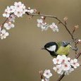 Mésange
