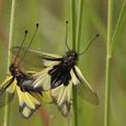 Papillons