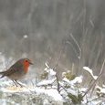 Rouge-gorge