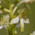 Orchis deux feuilles