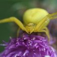 Araignée crabe
