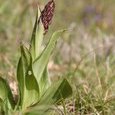 Orchis bouc