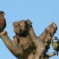 Oiseaux
